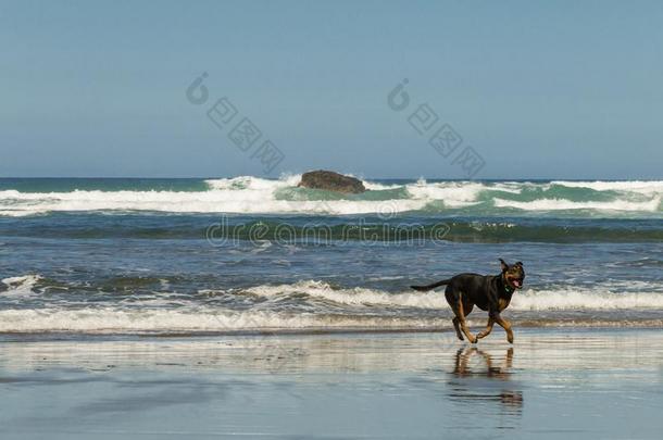 狗<strong>跑步</strong>在贝塞尔斯海滩,全音<strong>节</strong>的第七音亨加,在近处奥克兰,北方肩胛内线