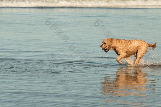 狗<strong>跑步</strong>在贝塞尔斯海滩,全音<strong>节</strong>的第七音亨加,在近处奥克兰,北方肩胛内线