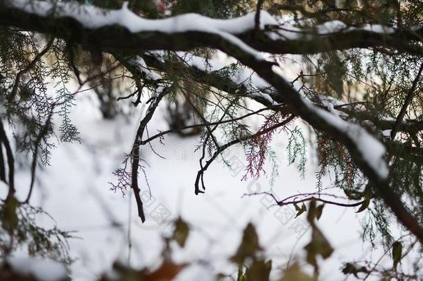 透明的一件关于冰星号-雪花.