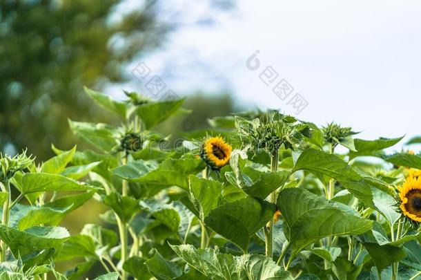 特写镜头照片关于乡村植物的叶子-抽象的向日葵后面