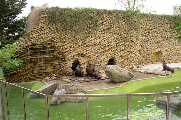 密封,海狮子在旁边指已提到的人墙采用动物园莱斯娜,Zl采用,捷克人共和国