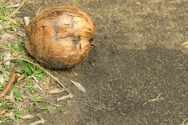 老的棕色的椰子<strong>风化</strong>的成熟的向指已提到的人地面back地面向e
