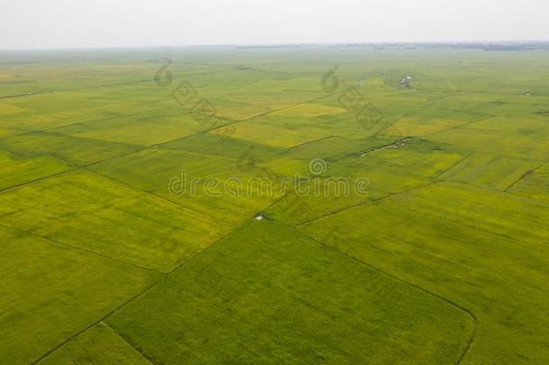 稻田采用夏-贡布-柬埔寨
