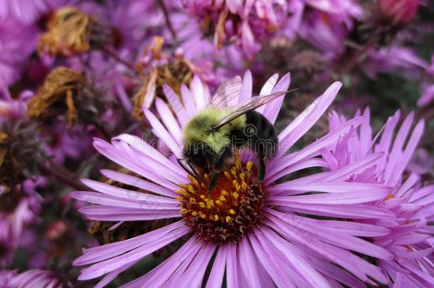 蜜蜂向紫色的紫菀属植物花关在上面在<strong>女王伊丽莎白</strong>公园玫瑰