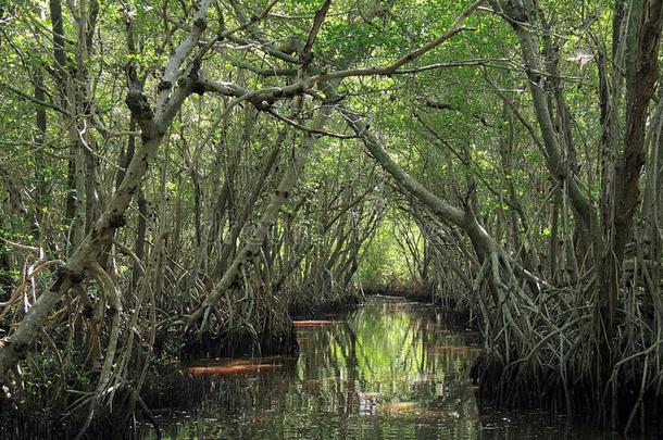 红树属树木树采用Evergles国家的公园inFlorida佛罗里达国家公园的沼泽地国家的公园