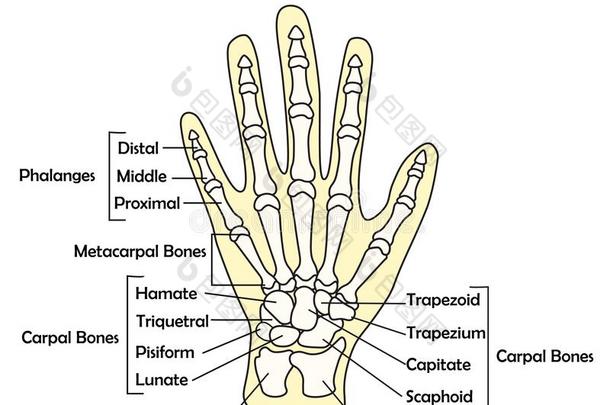 手骨头解剖和详述矢量说明