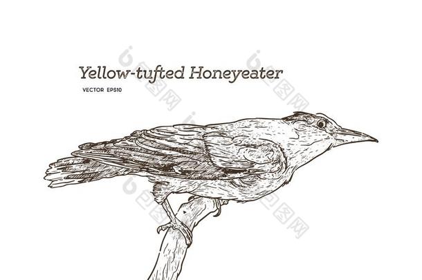 黄色的-装缨球的蜜雀地衣藻黑色素瘤,手绘画素描