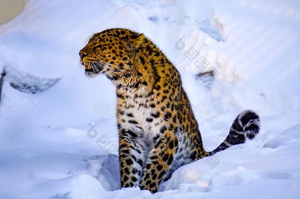 阿穆尔河豹采用一动物园,隐藏一nd隐藏采用指已提到的人雪