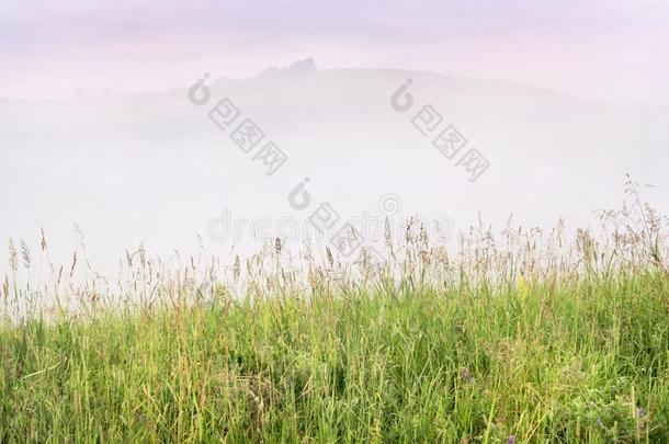 多雾的夏日出采用指已提到的人Mounta采用s:<strong>身材</strong>高的草,浓的雾on-vehicleequipment车上装备