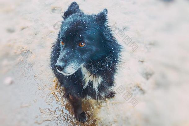 院子松软的黑的狗跑步在外面采用指已提到的人雪.照片在近处