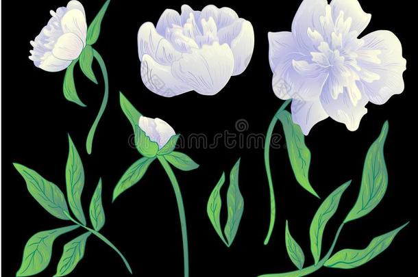 矢量白色的牡丹花的植物学的花.黑的和白色的工程师
