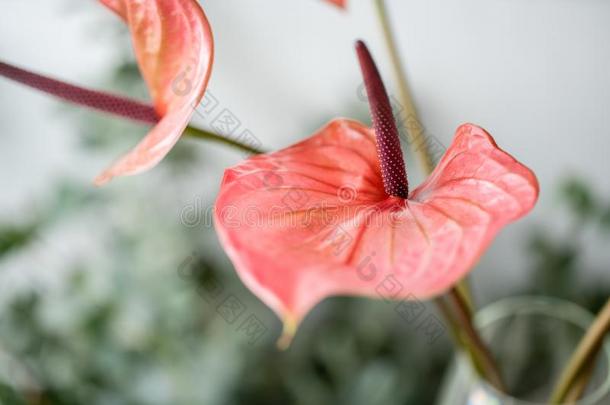 珊瑚颜色和粉红色的花烛属植物.光灰色背景,玻璃血管