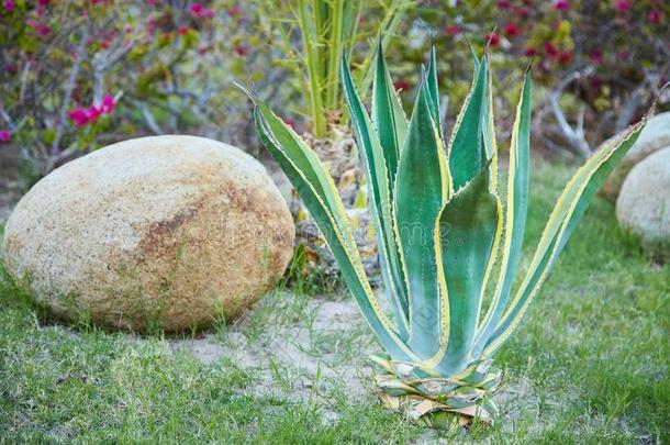 龙舌兰属植物植物生长的在户外.龙舌兰属植物植物植物干旱宽容
