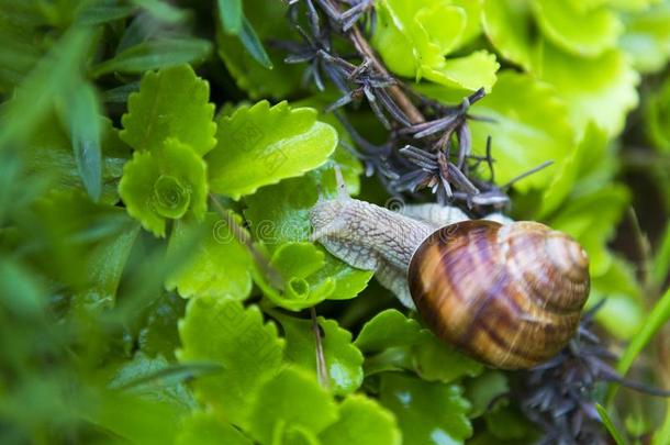 成熟的蜗牛吃新鲜的草