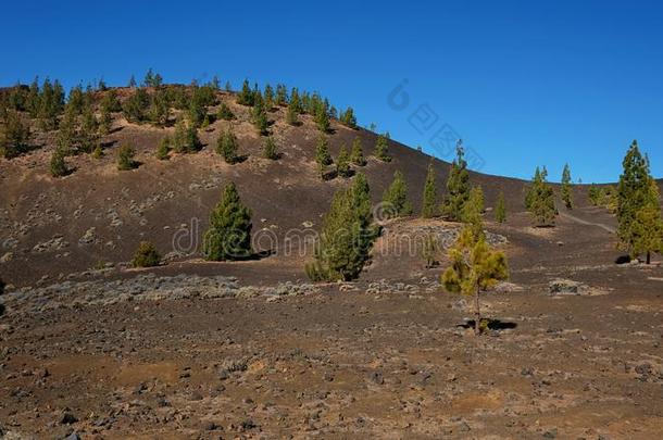 山区翼果和分散的松树树和火山的,干旱的l和