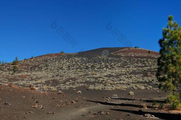 山区翼果和分散的松树树和火山的,干旱的l和