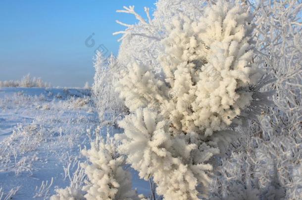 森林冬松树树大量的和松软的白色的雪森林采用