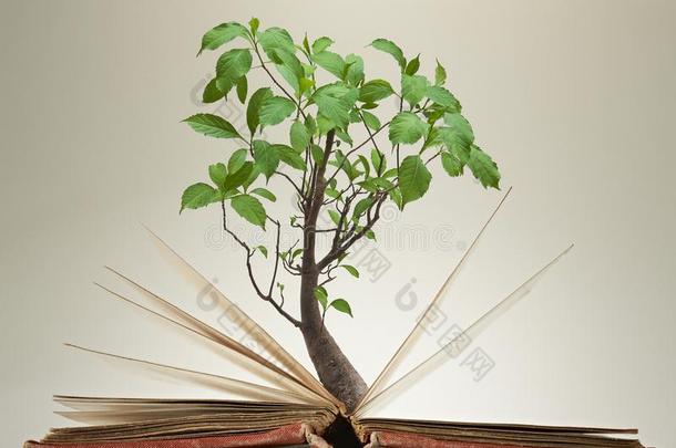 断开的书页和绿色的植物的叶子向树