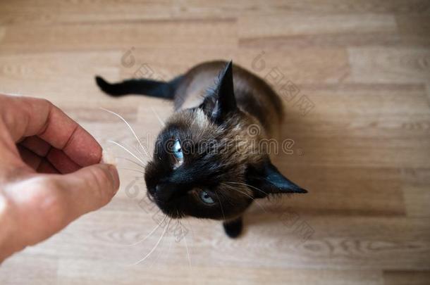 暹罗人成熟的猫吃鱼合适的猫食物从人手,英语字母表的第15个字母