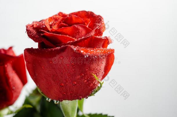 美丽的红色的玫瑰和水落下宏指令
