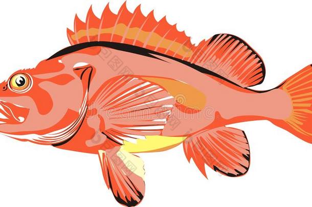 海低音歌唱家鱼-红色的低音歌唱家