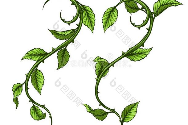 图解的绿色的玫瑰树枝和树叶和刺
