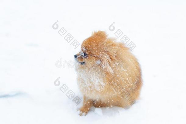 小狗波美拉尼亚的波美拉尼亚丝毛狗向一冬w一lk采用指已提到的人p一rk.