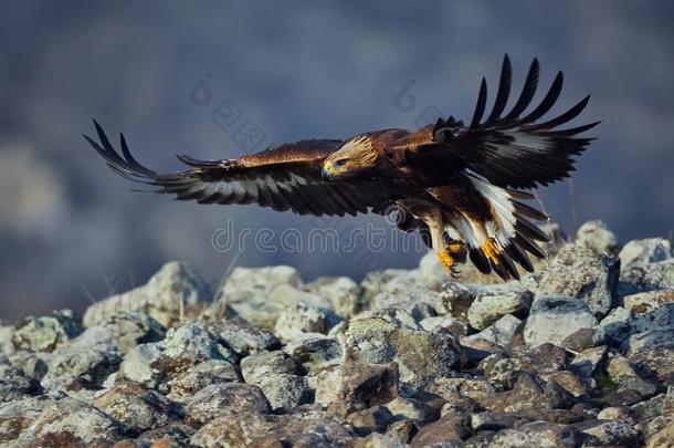 金色的鹰天鹰座克里塞托斯,和大大地翼展.野生的动物