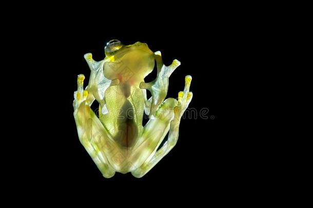 透明人玻璃青蛙平缓的玻璃青蛙,胸透明藻