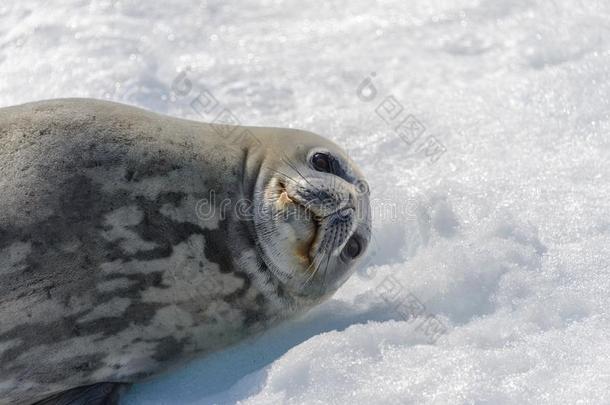 食蟹动物密封向海滩和雪采用南极洲