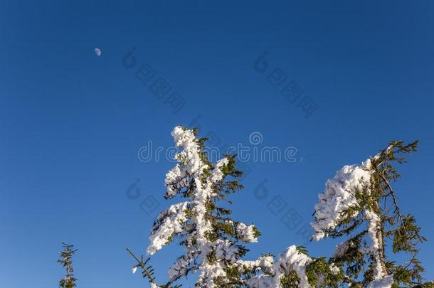 冷杉树满的关于雪和指已提到的人月亮采用指已提到的人背景