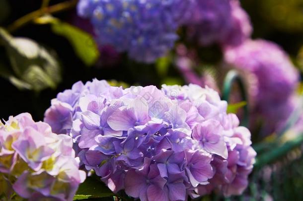 紫色的八仙花属花八仙花属大叶藻盛开的采用spr采用g