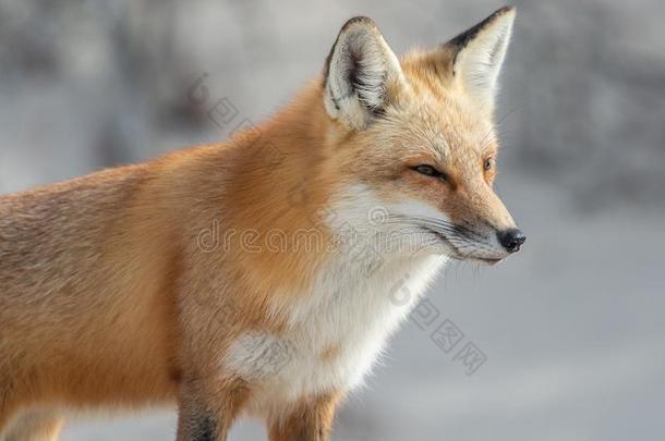 红色的狐肖像
