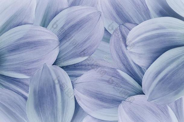 花的蓝色-绿松石背景.花瓣关于蓝色-绿松石雏菊