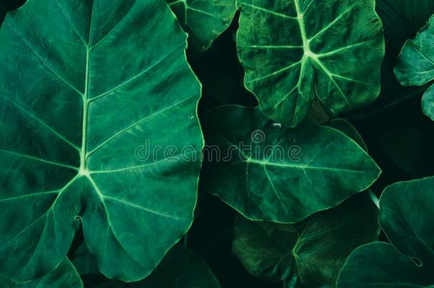 大大地植物的叶子关于热带的叶子和黑<strong>暗</strong>的<strong>绿色</strong>的