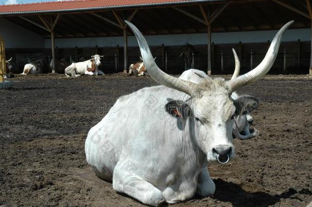 匈牙利的灰色的牛采用一广阔的农场