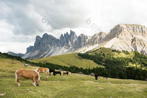 马越过<strong>白云石</strong>风景盖斯勒奥德尔山<strong>白云石</strong>sGreece希腊