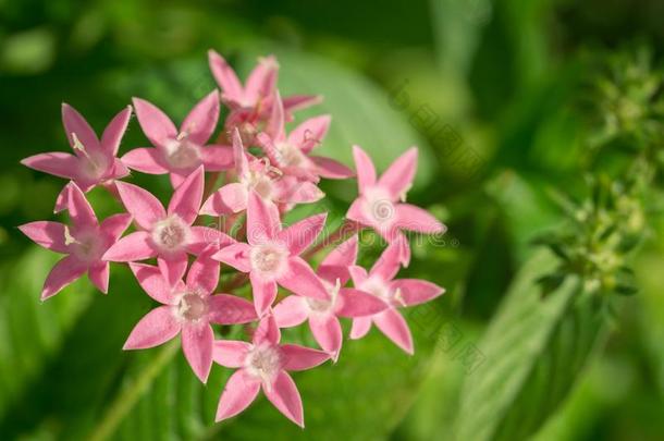 五星花属柳叶刀花丛