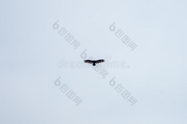 野生的鹰飞行的在上面点雷耶斯点采用美国加州.