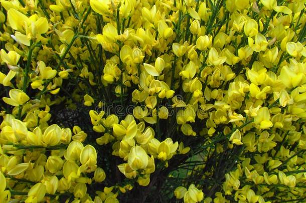 金雀花属金雀花春季盛开的灌木和黄色的花