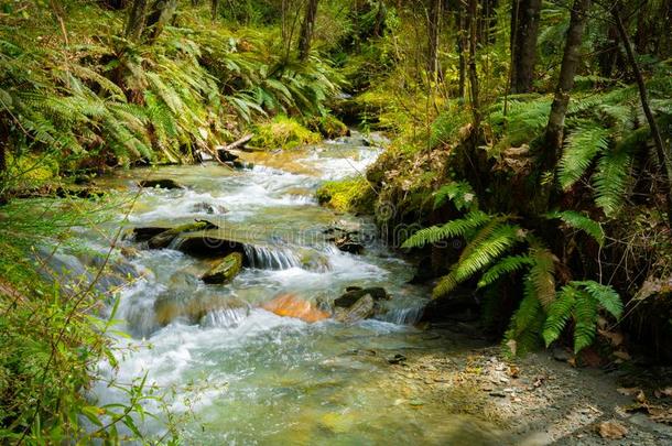 森林河流虽然新的西兰岛自然的灌木
