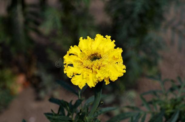 美丽的单一的黄色的万寿菊花,黄色的万寿菊花