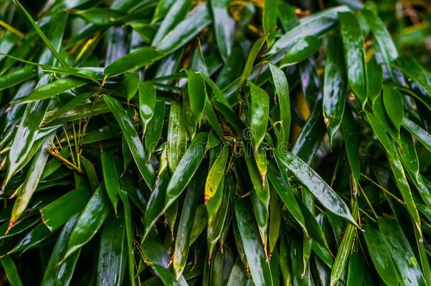 宏指令特写镜头关于湿的绿色的<strong>竹</strong>子树叶,日本人花园,天然的