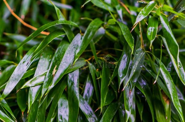 绿色的湿的<strong>竹</strong>子树叶采用宏指令特写镜头,自然的背景轻拍