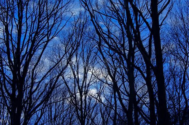 光秃秃的灰树轮廓详述和雪反对一寒冷的蓝色winter冬天