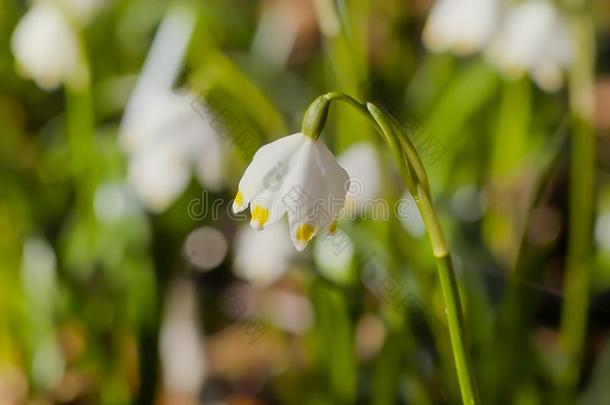 春季觉醒中的,花关于春季雪花采用春季,列科举(Leucoju)