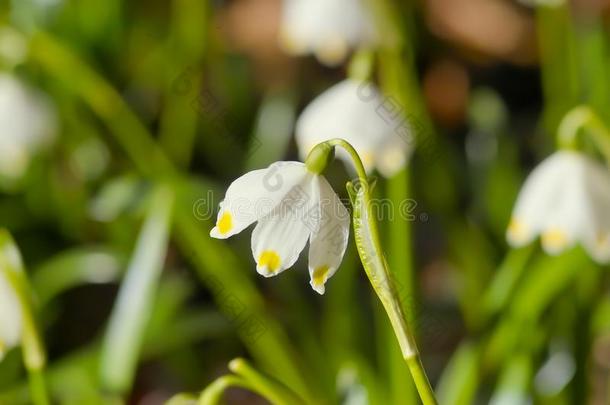 春季觉醒中的,花关于春季雪花采用春季,白居易