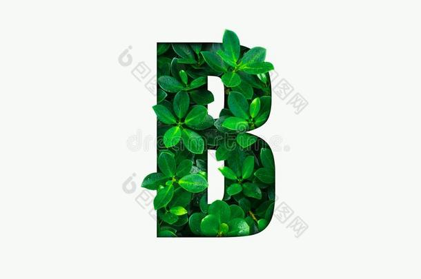 自然观念字母表关于绿色的树叶采用字母表信英语字母表的第2个字母