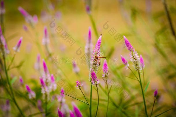 青葙属的鸡冠花阿詹泰有光粘胶长丝紫色的和白色的花,美丽的粉红色的青葙属的鸡冠花