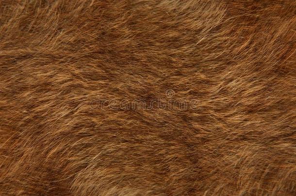 熊毛皮,头发,光滑的丝一样的头发关于狗